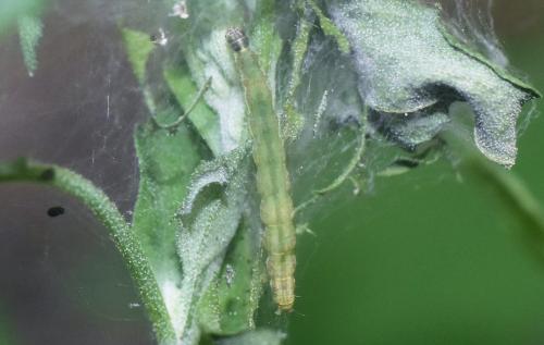 Réf. 331 757 : Scythris sinensis